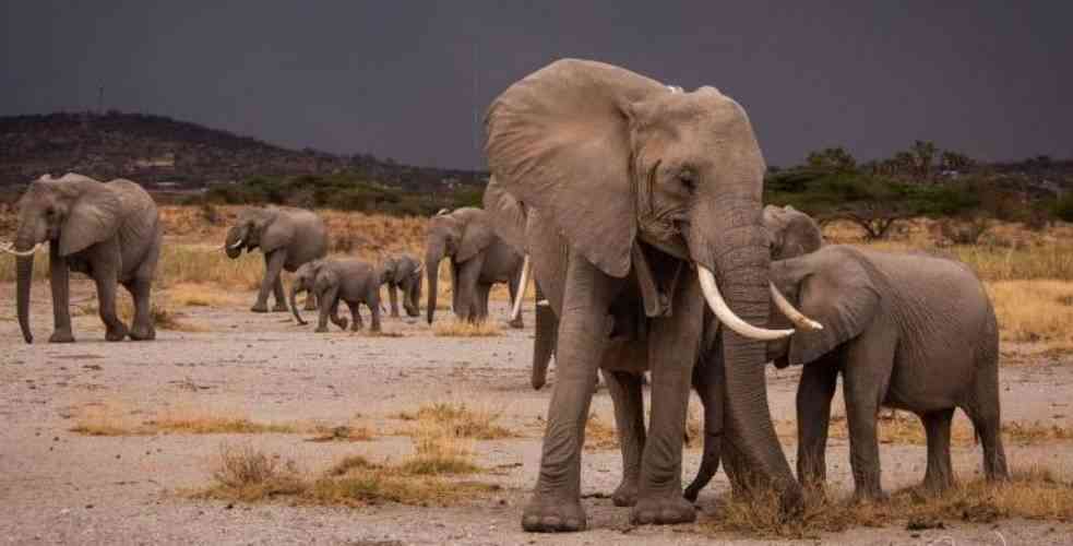 Kenya celebrates rare birth of twin elephant calves in Samburu National Reserve