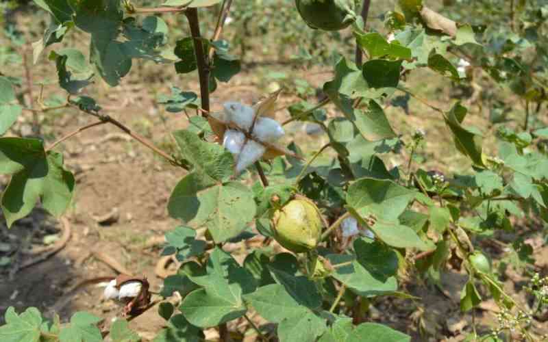 Lusaka urges farmers to embrace cotton farming
