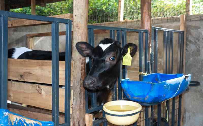 Early calf nutrition and management