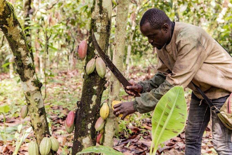Analysts say China's zero-tariff treatment to boost Africa's industrialization, value-chain integration