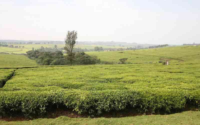 Only true reforms in tea sector can benefit small-scale farmers fully