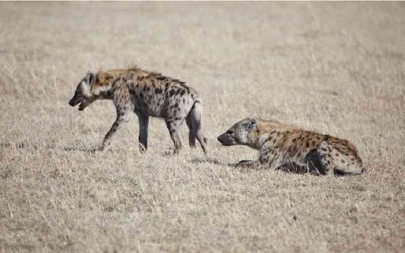 Hyenas impose night lockdown in Mara villages