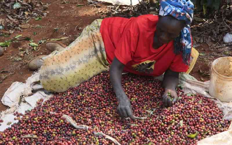 MP pleads with government to bail out the coffee farmers