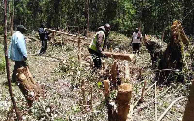Saw millers laud bid to lift logging ban