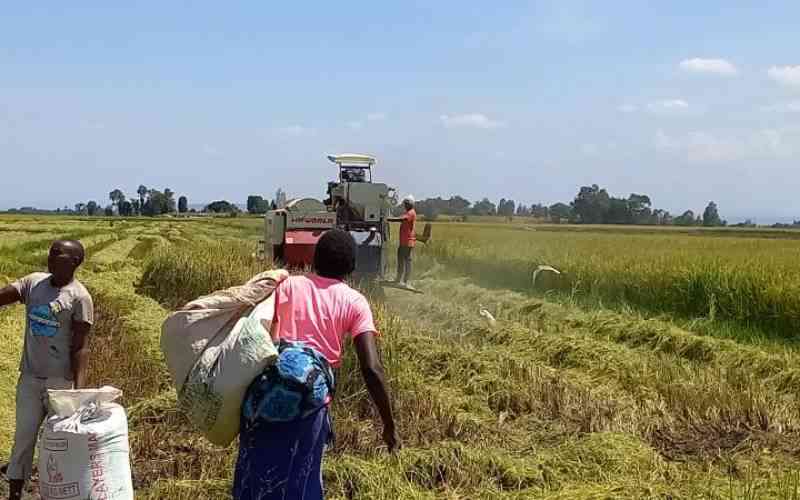 Gov't defends rice importation plans, says farmers will not be affected