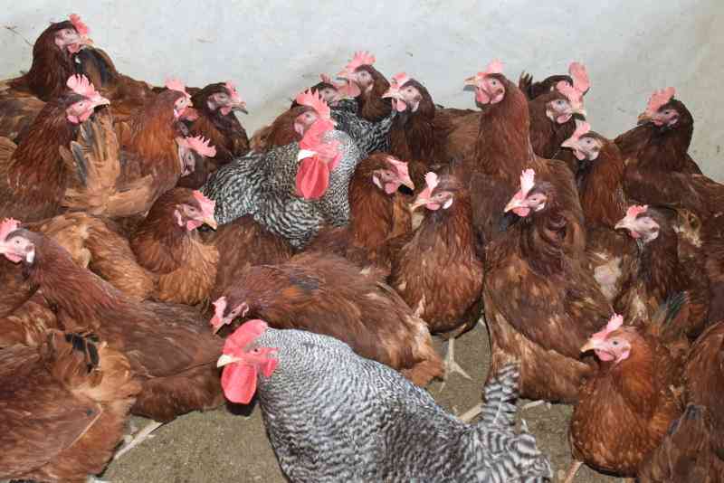 Six tips to make profit from poultry farming
