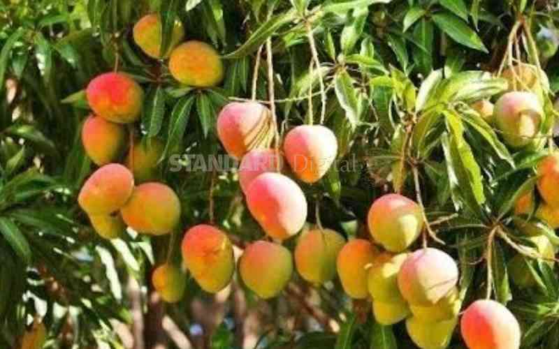 Kenya's popular mango variety makes comeback to UK market