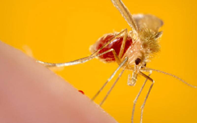 Under the sand fly's shadow: How poverty, neglect fuel kala-azar surge