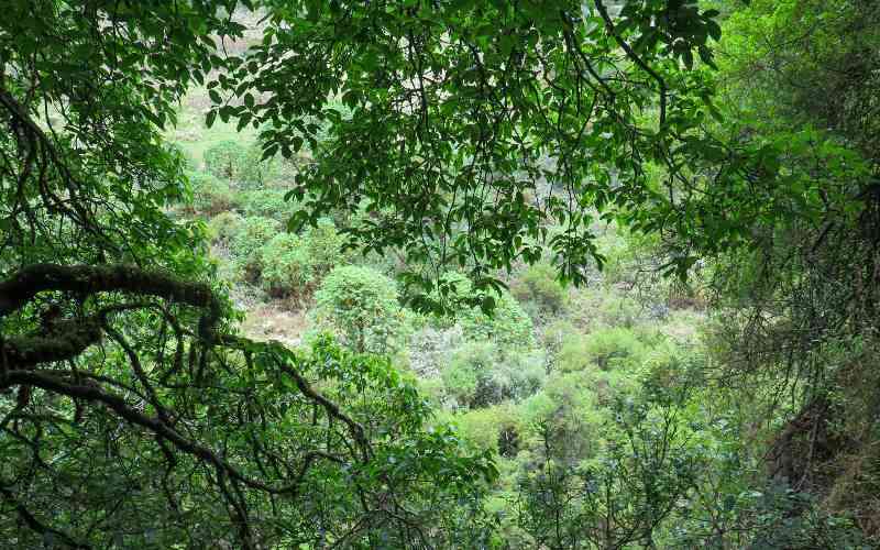 When the Mountain breathes steam, but Bongo's survive: The hidden wonders of Eburu