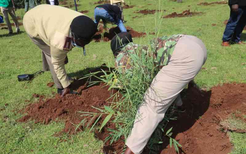 KVDA tree planting campaign to boost food security in semi-arid areas