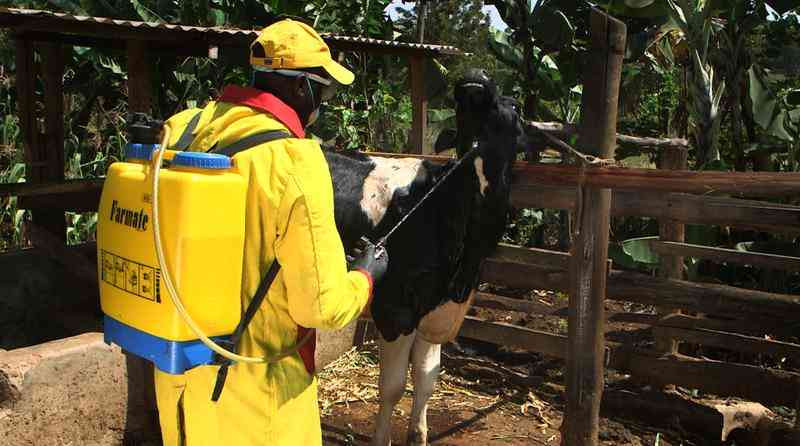 Why parasite control should be a priority on every dairy farm
