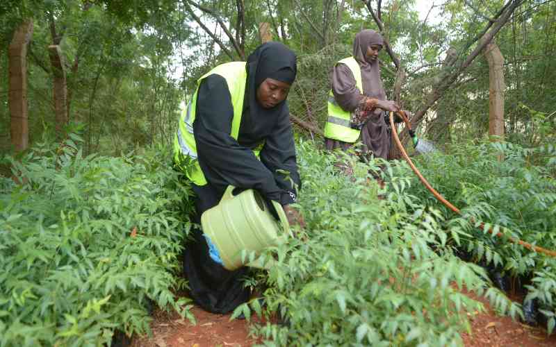 This is how Kenya can plant 15...