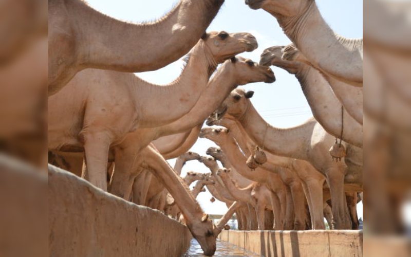 Camel milk: Why farmers are thriving