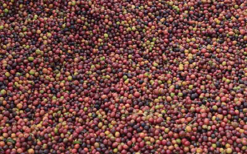 Coffee auction earns farmers Sh800 million from 11 buyers