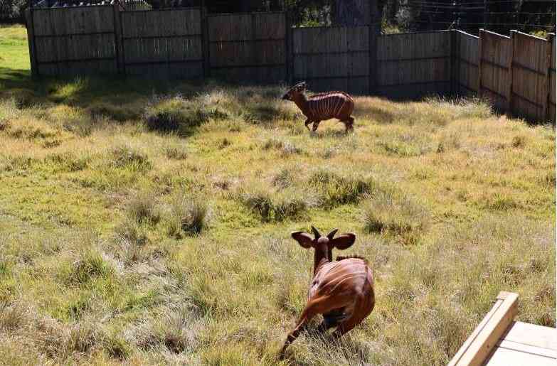 Kenyan ranger feted in London amid growing threat to wildlife