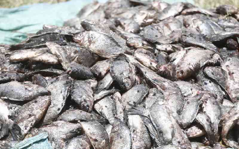 Why unregulated fishing remains a challenge in Africa