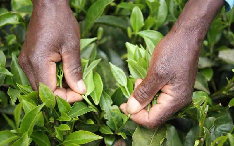 Multinational tea firms hit by land invasions and leaf thefts