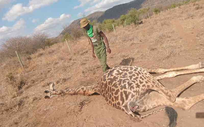 Alarm over poaching as three giraffes killed daily in N. Kenya