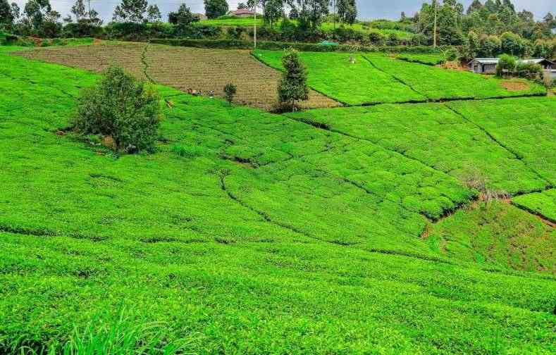 Tea market achieves Sh1.1 billion in the weekly auction