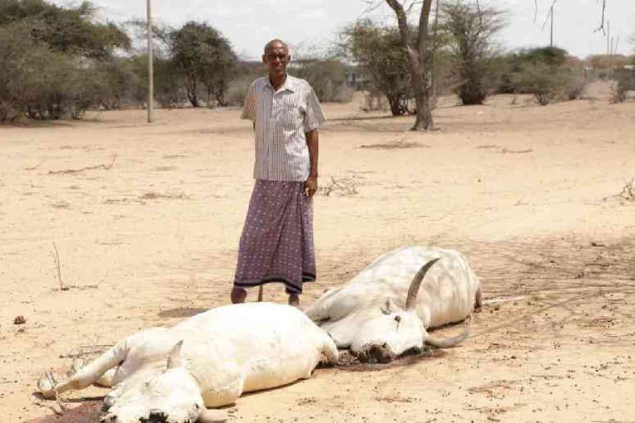 Turkana residents stare at acute hunger as drought bites