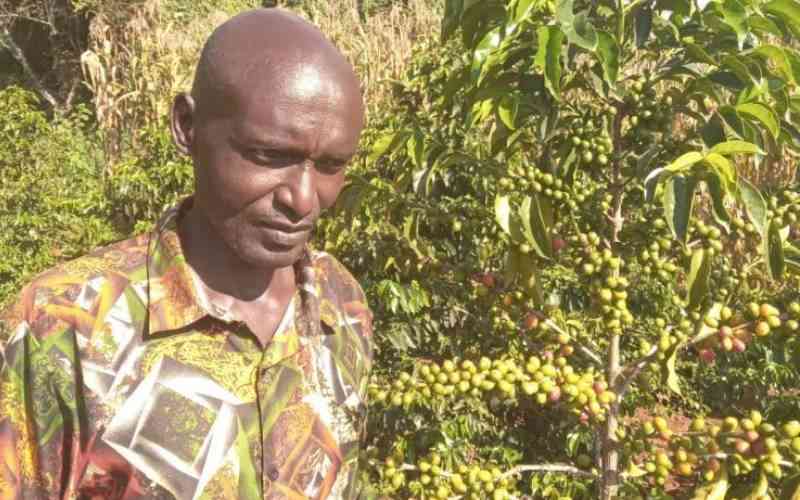 Coffee farmers in Rift cry out after millers' licences revoked