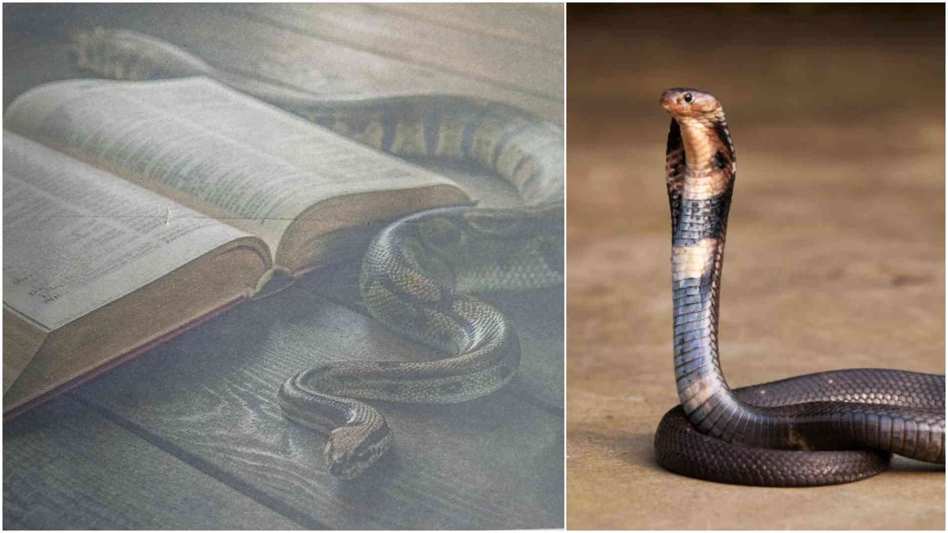 Sssssscripture: Rise of snake rituals in Kenyan churches