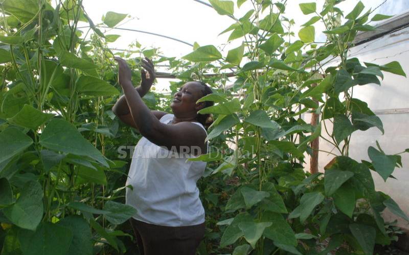 Complete step-by-step guide to successful bean farming