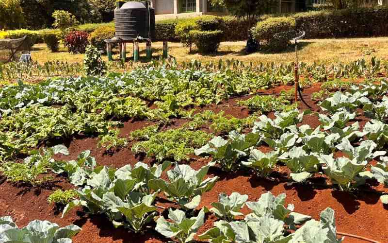 Making 2025 food security gains in Africa sustainable