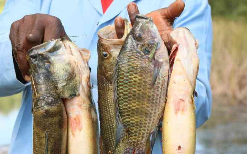 Kenya finalises aquaculture policy to boost fish production