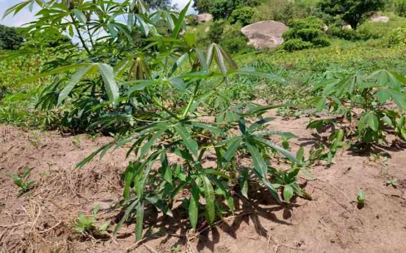 Farmer's fortunes changed by growing cassava