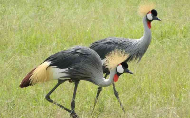 Inside fight to save endangered grey cranes