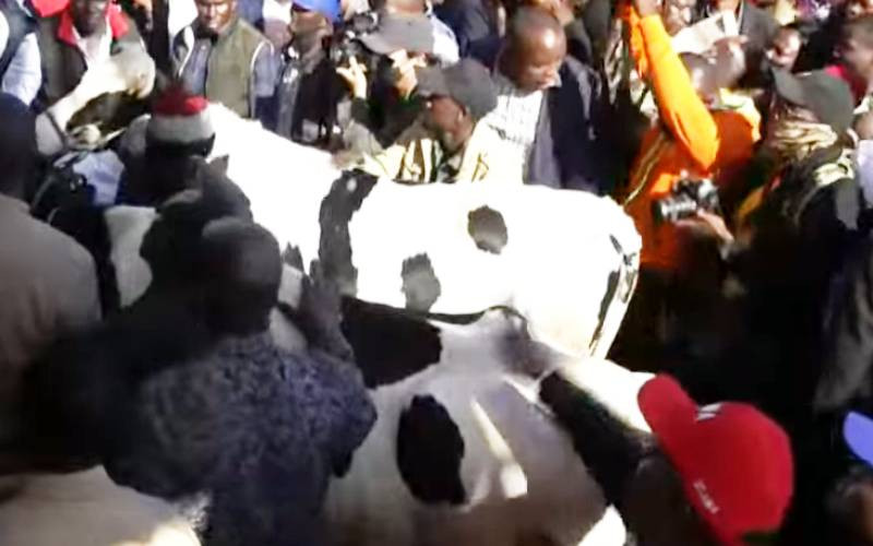 Mwangi wa Iria gifts Raila, Karua a cow each