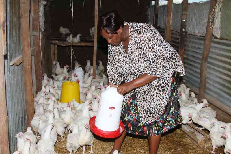 Feathering success: Steps to gainful broiler farming