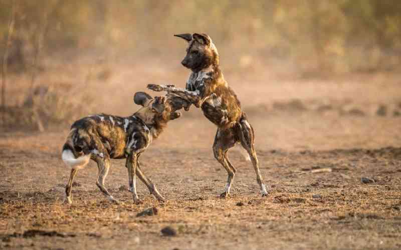 Surviving the scorch: Wild dogs cannot hunt as heat keeps rising