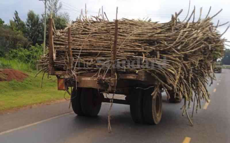 Sugarcane charcoal lowers energy costs