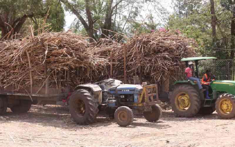 Cane farmers to enjoy sweet returns as millers raise prices
