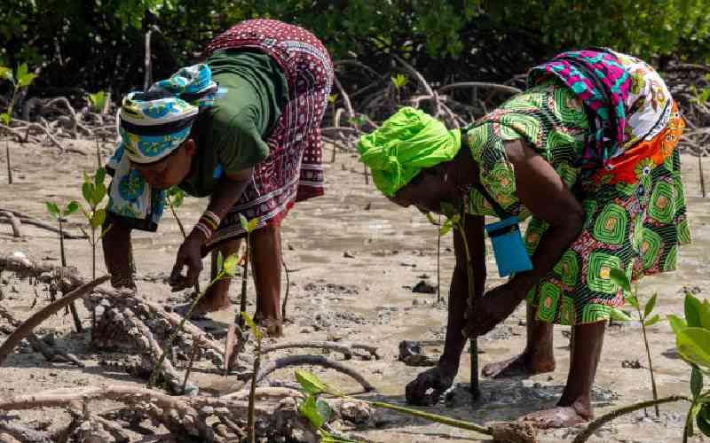 We should protect mangrove ecosystem to secure the future