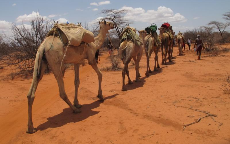 Travel: Life in northern Kenya's drylands is a quiet lesson in survival