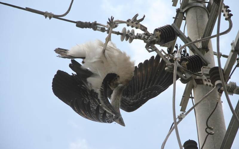 New technology to create safer flyways for birds