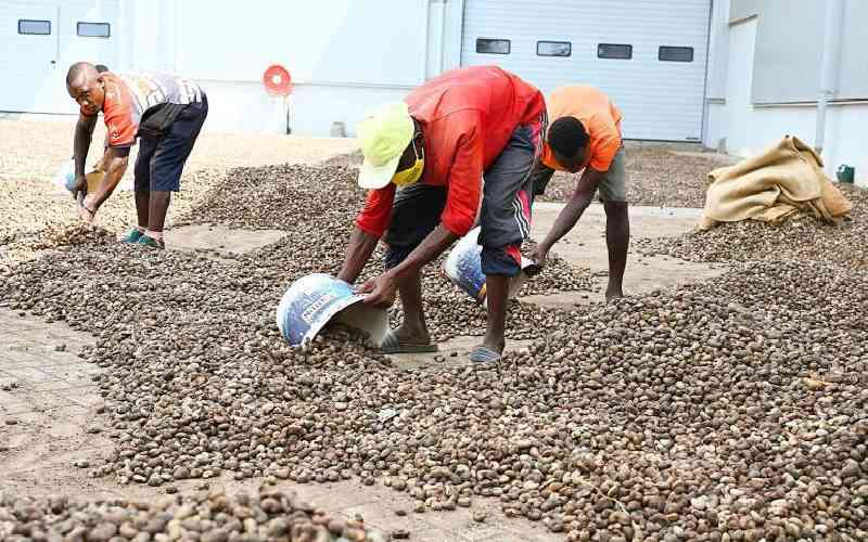 From risks of disease to poor pay, it's a dog's life for cashew workers