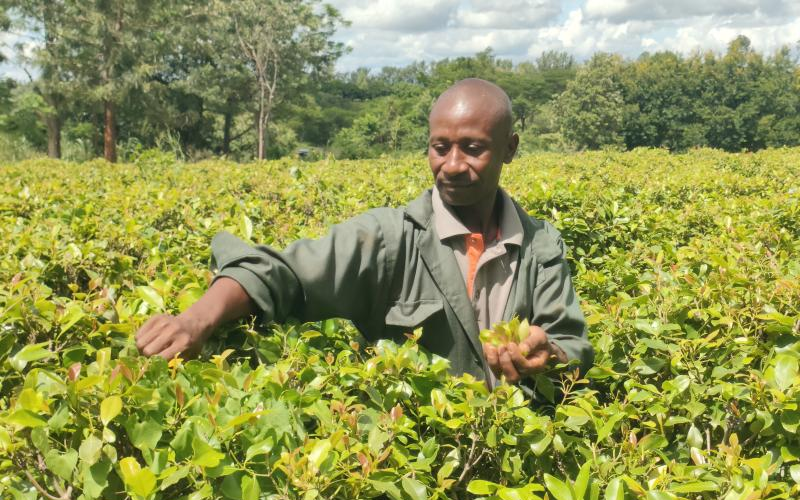 Relief for Muguka farmers as MP Owen Baya withdraws controversial bill