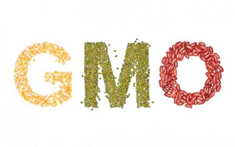 Critics say GMOs not fit for human consumption, but some disagree