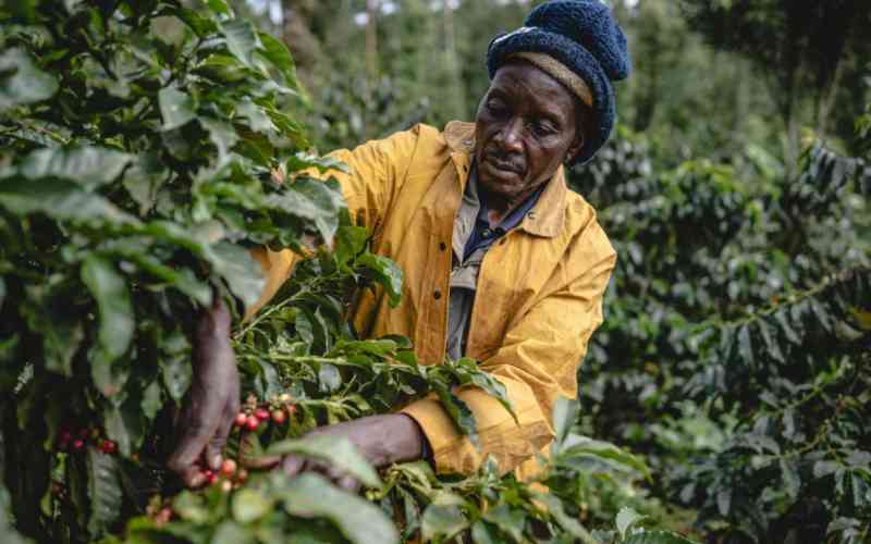 Kenyan coffee farmers now earn top dollar in global markets