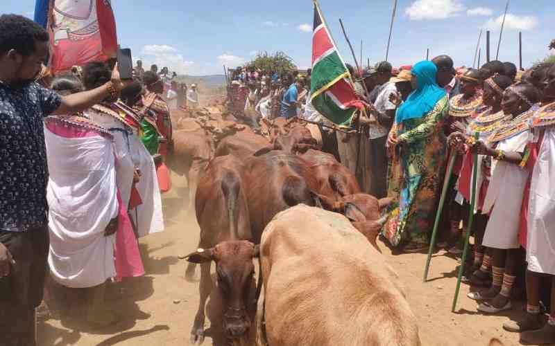 Samburu county launches livestock vaccination drive to combat diseases