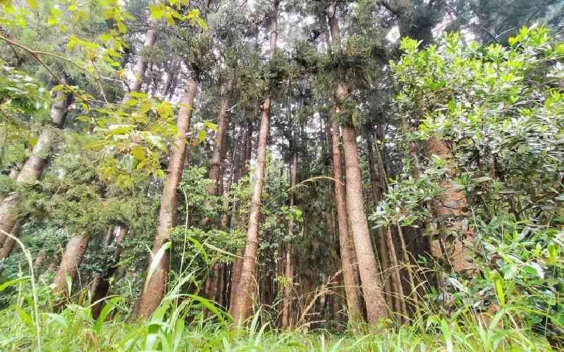 Can the economy blossom like Nairobi trees?