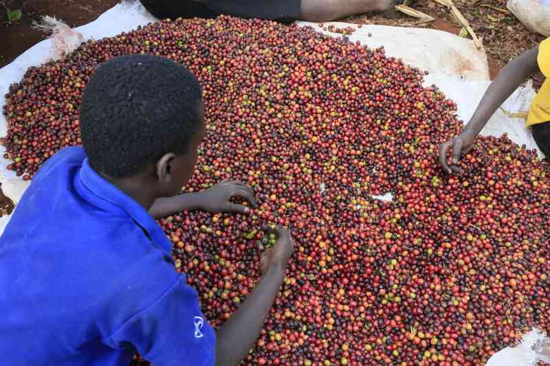 Farmers earn Sh1b from coffee