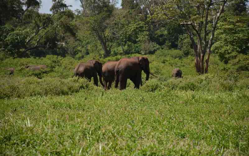 Farmers count losses as elephants destroy crops in Kilifi