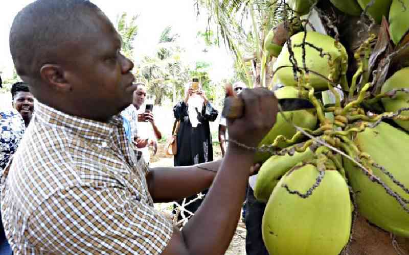 Kilifi farmers turn to hybrid coconut variety to boost earnings
