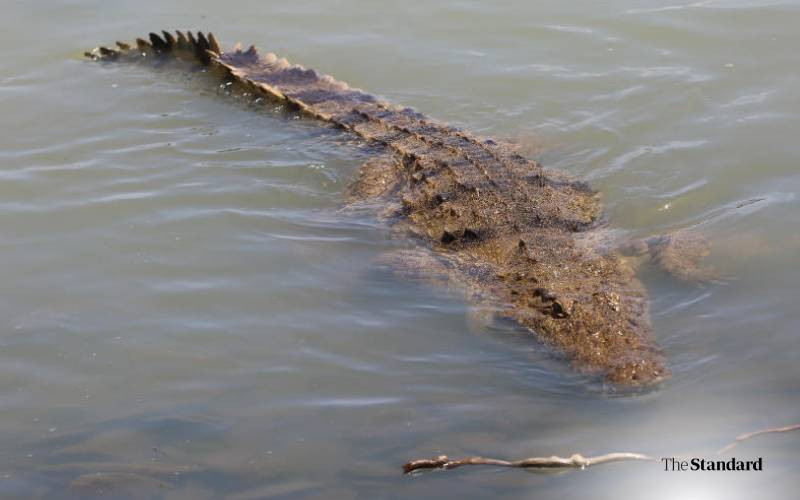 Teen killed by crocodile while bathing in River Turkwel