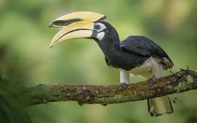 New trade rules to save Africa's forest hornbills